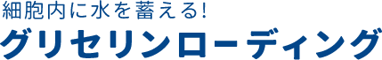 細胞内に水を蓄える! グリセリンローディング